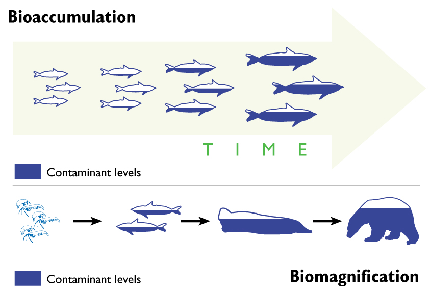 Bioaccumulation And Biomagnification Worksheet